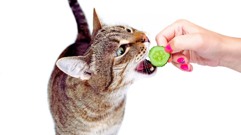 Plant-Based Cat Food: A Better Way to Feed with Compassion